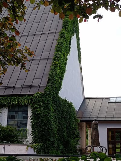 This image captures a close-up view of a building's facade, predominantly covered in dense green ivy. The building appears to be a church or similar structure, with a dark, angular roof made of overlapping panels. A large, white wall extends upwards and to the right, also partially obscured by the ivy. To the left, a window with a geometric stained-glass design is visible, framed by white plaster. The lower portion of the image shows a white railing and a pinkish-white wall. In the background, a smaller section of a dark roof is visible, along with a decorative metal sculpture with ring-like elements. The environment suggests an outdoor setting, likely within Brannenburg, Germany, given the provided context. The overall impression is one of a building integrated with nature, with the ivy forming a striking visual element.
