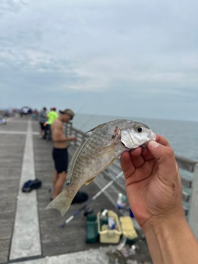 A person holds a fish in their hand. The fish is silver and gray, with a black eye and a small red mark on its side. The person's hand is tan and has short fingernails. In the background, other people are on a pier, some fishing. The sky is overcast and the water is calm. Fishing equipment is seen, including rods and tackle boxes. The scene appears to be at a pier in Jacksonville Beach, Florida, United States.