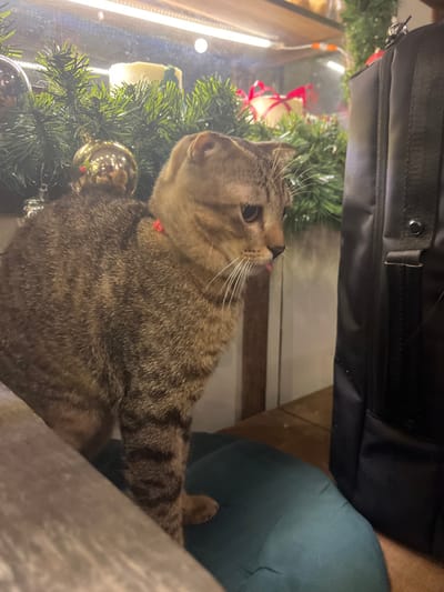 A forensic examination of the image reveals an indoor scene in Cần Thơ, Vietnam, featuring a domestic cat in the foreground. The cat, exhibiting a brown and black tabby coat pattern and characteristics of a Scottish Fold breed with slightly folded ears, wears a thin red collar. It is positioned in profile, facing towards the right side of the frame, with its head slightly lowered and a small portion of its pink tongue extended from its mouth. The cat is standing or perched on a dark teal-colored cushion or pillow.
To the immediate right of the cat, a black fabric backpack is vertically situated, partially visible, suggesting it is resting on the same surface as the cushion. The background behind the cat features a clear glass display case or window. Inside this display, Christmas-themed decorations are arranged: green artificial pine garland, several gold spherical ornaments reflecting ambient light, and at least two cylindrical white objects, possibly candles or small wrapped pastries, adorned with red ribbons. A linear light strip illuminates the display from above. The cat, cushion, and backpack appear to be resting on a flat, light brown surface, likely wood. No human figures are visible. The cat's posture and extended tongue suggest a moment of observation or a relaxed state.