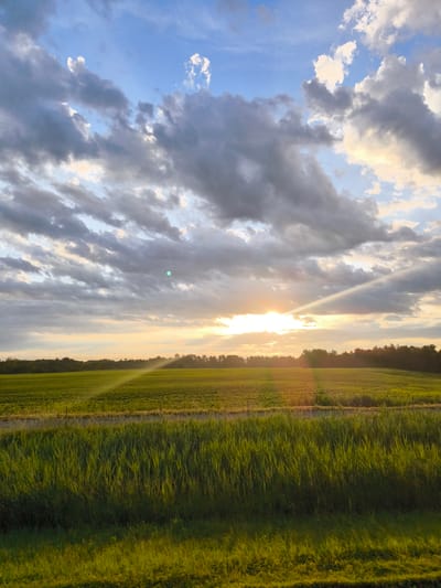 This is a landscape photograph taken at sunset in Rigaud, Canada. The foreground is dominated by tall, green grass, catching the golden light of the setting sun. Beyond the grass is a large, flat agricultural field, also bathed in the warm glow. A line of trees forms a dark silhouette against the horizon, separating the field from the sky. The sky itself is a dramatic display of clouds, with patches of blue peeking through. Rays of sunlight break through the clouds, illuminating sections of the field and creating a luminous, ethereal effect. The overall impression is one of peaceful, natural beauty at the end of the day.