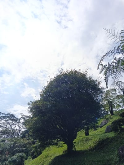 The image displays an outdoor, natural landscape located in the city of Soibada, East Timor. The upper half of the frame is dominated by a bright sky featuring scattered white and light grey clouds, with a significant sun glare originating from the upper left quadrant. A prominent, large broadleaf tree with a dense, dark green canopy stands centrally on a steep, grassy hillside, its lower trunk appearing dark against the bright background. A distinct shadow extends from the tree base downhill to the lower right. To the left of the main tree, other trees with lighter green foliage and sparse branches are visible against the sky. The foreground and midground consist of undulating green grass slopes. Towards the right side of the image, the grassy slope continues upwards, dotted with smaller trees and dark, irregular forms resembling rocks or dense shrubs. Portions of fern-like vegetation are visible, particularly in the lower left and upper right corners. No individuals, animals, or man-made structures are present within the scene, and no specific actions or interactions are depicted.