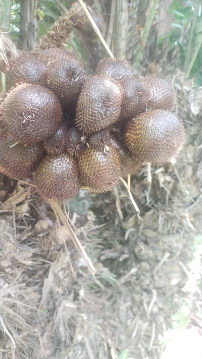 A cluster of salak fruits, also known as snake fruits, hangs from a tree in Matangteungoharabungkok, Indonesia. The fruits are brown and covered in prickly scales, with some showing hints of green. The surrounding environment appears to be natural, with dried leaves and vegetation on the ground, and palm-like fronds from the tree visible in the background. There are no people present in the image.