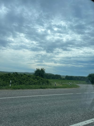 The image shows a view from a vehicle on a road in Moskovskoe, Russia. The road curves to the right, bordered by a grassy shoulder with a white line marking its edge. Beyond the shoulder, there is dense green vegetation and trees. In the distance, rolling hills are visible under a cloudy sky. Several white and black road markers are positioned along the side of the road. In the background, a flock of white animals, likely sheep, can be seen grazing in a green field. The overall scene depicts a rural landscape with overcast weather.