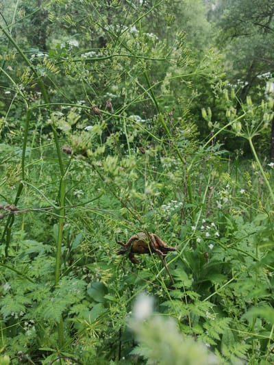 The image depicts a close-up view of dense green foliage and plants, likely in a natural outdoor setting within Borjomi, Georgia. The foreground is dominated by various green leaves, stems, and seed pods, with some small white flowers scattered throughout. A portion of a brown, somewhat dried object, possibly a piece of wood or a dead plant, is visible in the lower left corner and extends into the center of the frame.
The central focus of the image is a brown frog, appearing to be camouflaged against the vegetation. It is positioned on a stem or branch, with its legs extended and its body in a resting posture. The frog is the most distinct subject in the scene.
The background consists of more greenery, suggesting a forest or a heavily vegetated area. The lighting appears to be natural daylight, casting soft shadows. The overall impression is one of a tranquil, natural environment, with the frog being a subtle but present inhabitant.