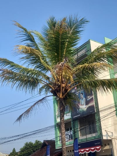 The image displays a tall palm tree with green and partially yellowed fronds, featuring clusters of coconuts at its crown, positioned centrally against a clear, bright blue sky in Bojongherang, Indonesia. Multiple black power lines or communication cables crisscross the mid-ground horizontally, passing in front of the palm tree trunk.
To the right of the palm tree, a multi-story building with a white and light green exterior is visible. A large rectangular billboard is affixed to the upper facade of this building, partially obscured by palm fronds. The billboard depicts a smiling woman and includes text and symbols, notably a Wi-Fi icon, the number "200," and "9910." Below the billboard, windows or balconies with horizontal bars are present. The ground floor features a dark blue fascia with a red and white scalloped canopy underneath, flanked by two vertical blue flags displaying "Bine.t" branding.
In the lower-left background, a portion of a structure with a dark, possibly tiled, roof is visible, with dense green tree foliage behind it. The scene is brightly illuminated, consistent with daytime conditions under direct sunlight. No individuals or specific actions are discernible.