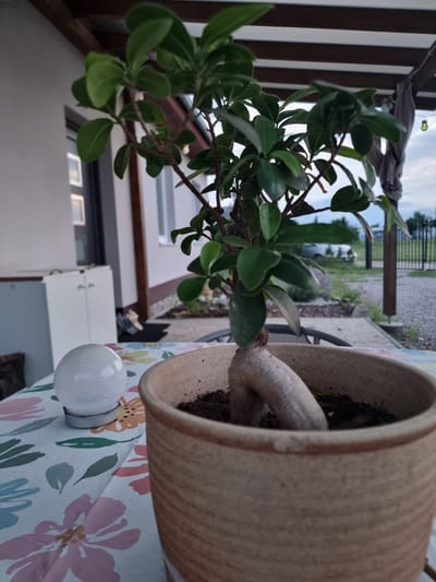 A bonsai tree sits in a terracotta pot on a table covered with a floral-patterned tablecloth. The table is outdoors, under a wooden pergola. To the left of the bonsai, a white, spherical object rests on the tablecloth. In the background, a building with windows is visible, along with a fence and some vegetation. The sky is overcast. The image is taken from a low angle, focusing on the bonsai tree.