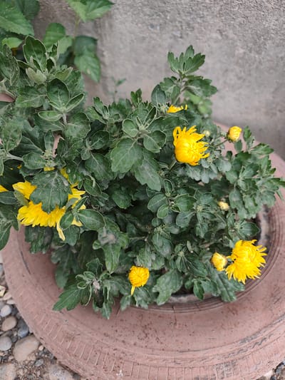 A potted plant with yellow chrysanthemums and green leaves sits in a weathered brown pot, which appears to be made from an old tire. The pot is placed on the ground, surrounded by small pebbles and dirt. In the background, a rough, gray concrete wall is visible. The lighting suggests an outdoor setting during the daytime. The image is focused on the plant and its container, with the background slightly out of focus. There are no people or animals present in the scene.