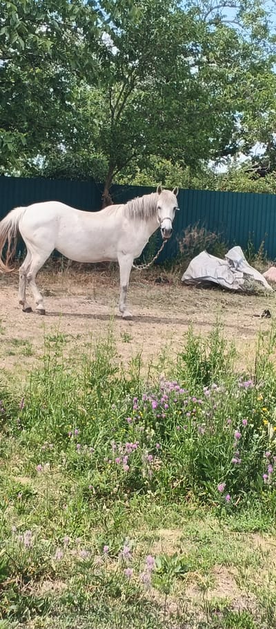 The image shows a white horse standing in an outdoor, grassy area. The horse is facing the viewer, with a halter and lead rope. In the background, there is a green fence, trees, and a white tarp. The ground is covered with dry grass and some scattered small purple flowers. There are no people visible in the image. The scene appears to be in a rural or semi-rural setting, possibly a farm or stable. The location is stated to be Mala Smilianka, Ukraine.