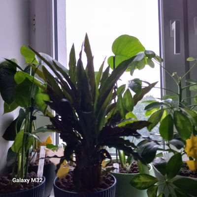 This is a close-up, eye-level, indoor photograph of several potted plants placed on a windowsill. The plants are the primary subject, with a variety of green leaves, some with darker hues, filling the frame. In the foreground, a dark-leafed plant with pointed leaves is prominently centered. To its left, a plant with larger, broad green leaves is visible. To the right, another plant with smaller, compound green leaves is present. Some of the pots are dark blue or green, filled with brown, rounded material, possibly clay pebbles or soil. Yellow plant markers are visible among some of the plants. Through the window behind the plants, a blurred view of green trees and foliage can be seen, suggesting an outdoor environment. The lighting is diffused, indicating an overcast day or the plants are in a shaded area. The text "Galaxy M32" is visible in the bottom left corner of the image, indicating the device used to capture the photograph. There is no indication of the specific location in Olsztyn, Poland, within the image itself.