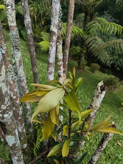 The image depicts a close-up outdoor scene in Tapaiteng Uesa, Bhutan, dominated by dense vegetation. In the foreground and midground, several slender, upright tree trunks with rough, greyish-brown bark are visible, heavily covered with patches of light green and white lichen. A broken trunk section with a hollow core is present on the right. Centrally, a leafy plant with numerous elongated leaves, varying from light yellowish-green (new growth) to darker green, sprouts from the lower area, with small shoots visible. A small, dark-bodied insect is resting on one of the upper, lighter green leaves. The background features a gently sloping expanse of vibrant green grass, transitioning into a dense, out-of-focus forest area characterized by large ferns with prominent fronds and other trees, all under diffused natural light. No individuals, artificial structures, or active interactions are observed.