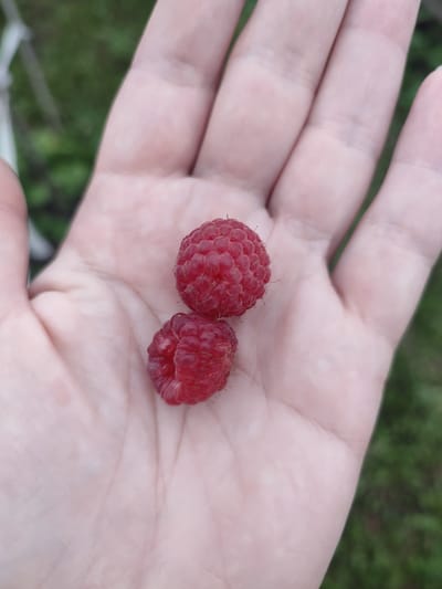 In Il'bukhtino, Russia, a light-skinned hand, with visible palm lines, holds two ripe raspberries. The raspberries are a deep red color and are clustered together in the center of the palm. The background is blurred, showing green foliage, suggesting an outdoor setting.