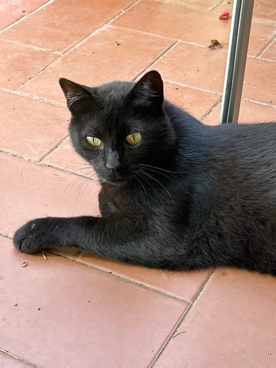 This media file features a close-up, high-angle shot of a black cat lying on a terracotta tile floor. The cat is the sole subject, with its body stretching from the top left to the bottom right of the frame. Its fur is short and appears sleek. The cat has striking green eyes that are looking directly at the camera, conveying a calm and perhaps curious emotion. Its ears are visible, and one of its paws is resting on the tiles. The background consists of the terracotta tiles, which are laid in a grid pattern with visible grout lines. Small specks of dirt and debris are scattered on the tiles, suggesting an outdoor or semi-outdoor setting, possibly a patio or courtyard. A metallic bar, possibly part of furniture or a structure, runs horizontally across the top left of the image. There is a small pinkish object and a dried leaf near this bar. The lighting suggests it is daytime, with natural light illuminating the scene. The overall impression is one of a relaxed domestic animal in its environment. The location context of Tordera, Spain, implies a warm climate, which would be consistent with the cat being outdoors on tiled flooring. No visible text is present in the image.