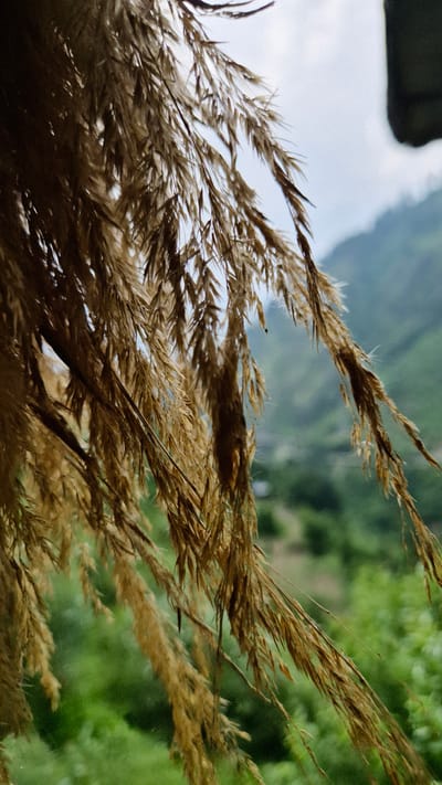 The media file is a close-up photograph of dried grass stalks with a soft-focus background of green foliage and a pale sky. The grass is the primary subject, with its feathery texture and light brown hues dominating the foreground. The stalks are arranged in a cluster, angled across the frame, creating a sense of depth and movement. Some stalks are sharper than others, indicating a shallow depth of field, which blurs the background elements of lush green trees and a light, possibly overcast sky. The lighting appears natural, suggesting it was taken outdoors during the daytime. The overall mood is serene and natural, with the focus on the delicate details of the dried grass. There are no people or discernible text within the image. The location context provided is Shila, India, which might suggest a rural or natural environment.