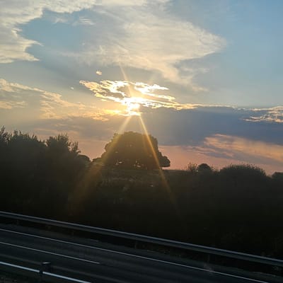A landscape photograph captures a sunset over a rural area. The sun, partially obscured by clouds, casts golden rays through the sky. A solitary, large tree with a full canopy stands silhouetted against the vibrant sky. In the foreground, a dark, dense treeline stretches across the scene, with a road or highway visible at the bottom, featuring lane markings and a guardrail. The overall impression is one of a serene, natural environment at dusk, possibly on the outskirts of Torremocha del Campo, Spain.