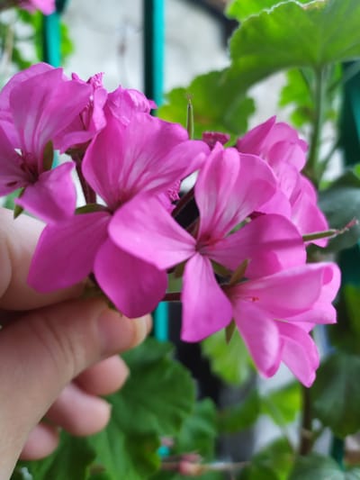 The image shows a close-up of a cluster of bright pink geranium flowers. A person's hand is gently holding one of the flower stalks, with their fingers partially obscuring some of the blossoms. The flowers are in various stages of bloom, with some fully open and others still developing. The petals are delicate and slightly ruffled, with lighter streaks of color towards the center. Green leaves and stems are visible in the background, providing a natural contrast to the vibrant pink of the flowers. The lighting suggests it could be daytime, with natural light illuminating the scene. There are no visible signs of text in the image. The setting appears to be outdoors, possibly a garden or a balcony, given the presence of greenery and the focus on plants. The overall mood is peaceful and appreciative of nature.