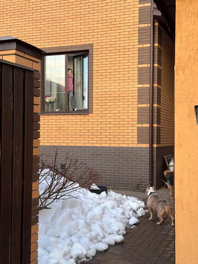 This image depicts an outdoor residential scene in Podolino, Russia, during daylight hours, characterized by partial snow cover.

A two-story building with a facade of light brown and dark brown brickwork stands prominently in the background. A first-floor window, with dark brown frames and grid-patterned panes, is open inward on its right side. A young individual, appearing to be a child, is positioned within the open window, smiling and looking directly towards the viewer. The person wears a pink long-sleeved top and dark trousers, with their right hand near the window frame. Inside the window on the left sill, a vase containing purple and white flowers is visible, alongside another decorative object.

On the paved ground directly in front of the building, two dogs are present. The dog in the foreground is a light brown and white bulldog-type breed with a white collar, standing with its back partially to the viewer, looking towards the right side of the frame. Behind it and further to the right, a second shaggy-haired dog of a darker coloration is partially visible, also looking in the same direction, partially obscured by an orange-textured stucco wall that forms the right edge of the frame. A dark brown vertical downspout is affixed to the brick building between the window and the right wall.

Significant accumulations of melting snow are scattered across the left and central foreground, with patches of bare, reddish-brown thorny branches emerging from the snow. The ground beneath the dogs and extending into the middle foreground is paved with reddish-brown interlocking bricks. A dark brown wooden fence or gate post is partially visible on the far left of the frame.