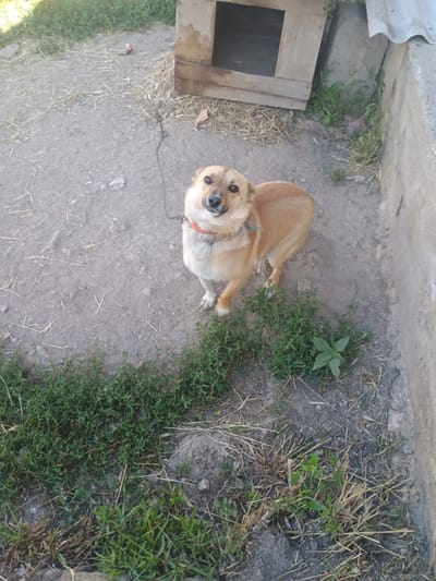 A tan, medium-sized dog with floppy ears and a red collar stands on a dirt and gravel surface next to a wooden doghouse. The dog is looking up and to the left, with its mouth slightly open. Sparse green vegetation is visible around the dog and in the foreground. In the background, a concrete structure and a section of a corrugated roof can be seen. The scene appears to be an outdoor area, possibly a yard, in Mitoc, Moldova.
