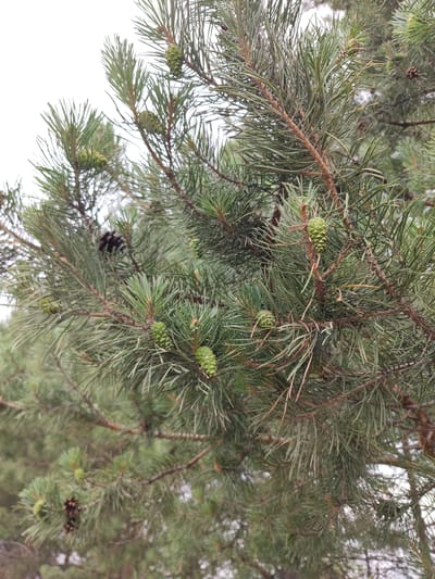 The image is a close-up, eye-level shot of a pine tree branch with numerous green pine cones. The pine needles are long and slender, and the branches are brown and woody. The background is a blurred expanse of lighter green foliage and a hazy, overcast sky. The scene is devoid of people and human activity. The image depicts a natural setting, likely a park or forest, as would be found in the city of Nefteyugansk, Russia, given its geographical location and the presence of coniferous trees.