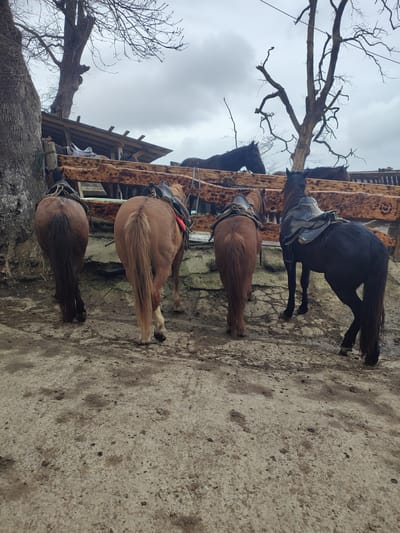 The scene depicts an outdoor equestrian area in Bestuzhevskoye, Russia, under an overcast sky. Four saddled horses are positioned in the foreground, viewed primarily from their backs and hindquarters. From left to right, the horses are dark brown/black, light brown/sorrel, dark brown, and black, each fitted with a dark riding saddle. They stand on uneven, muddy ground consisting of dirt and possibly compacted gravel. Behind these horses, a robust, dark-stained wooden barrier constructed from large, irregular logs extends horizontally across the midground. Beyond this barrier, additional dark-colored horses are partially visible, alongside a rudimentary lean-to structure featuring a corrugated roof supported by wooden beams. Two large, bare deciduous trees with visible branches are prominent against the dull gray sky, one positioned to the far left and another further back and more central. No human figures are present in the image.