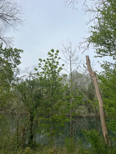 The image depicts a view looking upwards towards the sky through a dense canopy of trees. The location is Noisiel, France. The sky is overcast and appears grey. There are various types of trees with leaves in different shades of green. Some trees are bare with only branches visible. There is also a dead tree trunk in the scene. Through the trees, a body of water is visible, possibly a river or lake. The photograph is taken from a low angle, emphasizing the height of the trees. There are no people visible in the scene.