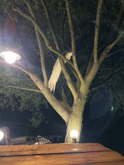 The image captures a nocturnal outdoor scene in Doganovo, Bulgaria, dominated by a large tree and a white peacock. The time of day is clearly night, indicated by the dark sky and the illumination provided by several bright artificial lights, which also produce visible lens flares.
The central subject is a white peacock, perched on a thick branch of a sprawling tree. Its body is visible on one branch, while its distinctively long, flowing white tail feathers cascade downwards and to the right, resting on or extending past other branches. The tree itself features numerous stout branches and dense, dark green foliage, which appears silhouetted against the night sky in many areas.
To the right side of the frame, a tall, vertical wooden structure or wall is present. Adjacent to this wooden wall is a metal grate or fence, suggesting an enclosure or a structure within a park or zoo setting. Through the metal grate, a blurry form can be seen, which might be another bird or part of the enclosure's interior. Two prominent outdoor lamps cast a warm, bright light, illuminating parts of the tree, the peacock, and the surrounding structures. The overall atmosphere is serene, with the peacock seemingly at rest. No text is visible in the image.