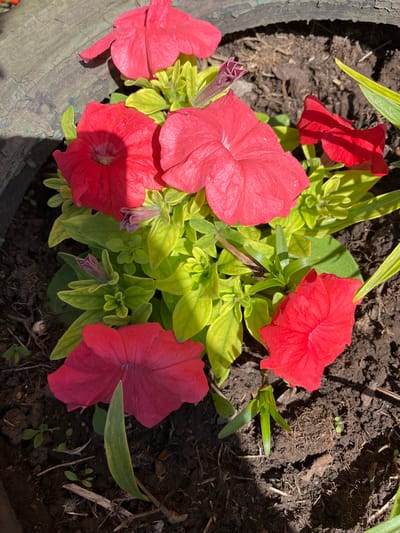 The image shows a close-up of vibrant red petunia flowers in a planter. The flowers have a trumpet-like shape and appear to be in full bloom, with some buds also visible. The leaves are a bright, chartreuse green and are interspersed with the flowers. The planter's rim, which appears to be made of a dark, weathered material, is visible in the upper left corner. The ground beneath the flowers is dark soil, with some small twigs and dried leaves scattered on the surface. The lighting suggests it is daytime with sunlight casting shadows on the flowers and soil. There are no people or animals present in the image. The scene is outdoors, likely in a garden or on a patio. The location is identified as Zhigalovo, Russia.