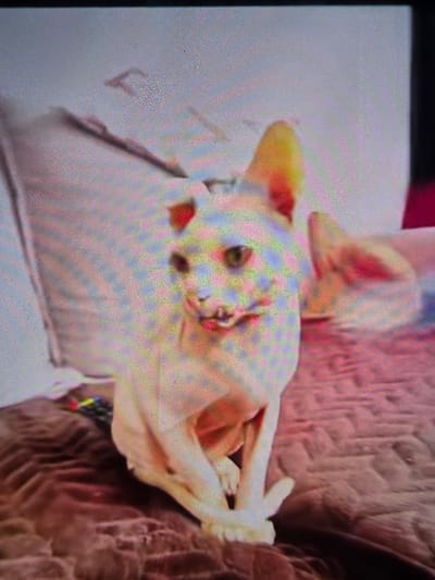 The media file shows a close-up, tilted view of a light-colored cat lying on its back. The cat's eyes are partially closed and its mouth is open, suggesting it is relaxed or sleeping. Its paws are extended upwards. The cat is lying on a soft surface, possibly a blanket or a cushion, which appears to be a textured fabric in a muted pink or beige color. Behind the cat, another surface, possibly a blanket or upholstery, is visible with a pattern that resembles embossed or raised lines. The lighting is soft, and the overall impression is one of comfort and relaxation. There are no discernible location cues, time of day, or weather conditions visible. There is no visible text in the media file. The image quality is somewhat grainy, likely due to the capture method.