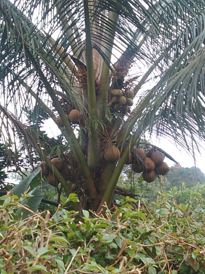 A low-angle, medium shot captures a cluster of coconuts hanging from a palm tree, with the trees trunk taking up the center of the frame. The coconuts are light brown and oval-shaped, with some appear to be in clusters. The palm fronds are long and green, and they extend outwards from the top of the tree, obscuring the sky. The scene is set in a garden in Megamendung, Indonesia, as indicated by the lush greenery and tropical foliage visible in the background. The overall impression is one of abundance and natural beauty.
