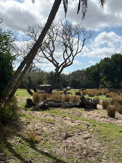 This image depicts an outdoor environment within Bay Lake, United States, resembling a savanna or wildlife reserve landscape. The scene is observed under a partly cloudy sky with prominent white clouds.

In the immediate foreground, two thick, dark-barked tree trunks, likely from a palm species, angle diagonally from the lower-left to the upper-right, partially framing the view. The ground directly beneath is composed of sparse green grass mixed with exposed tan soil. Several large, dark, weathered logs lie horizontally across this area, with some smaller clusters of dry, brown reeds visible.

The midground features multiple deciduous trees with intricate, bare branches. Scattered among these trees and patches of tall, dry, golden-brown reeds are several reddish-brown bovines, consistent with Ankole-Watusi cattle. Some animals are standing, while others appear to be resting or grazing near a small, muddy puddle.

In the mid-background, an earth-toned, multi-passenger safari vehicle, characteristic of those used for wildlife viewing, is partially visible, positioned behind the reeds and bare trees. Further in the background, a lighter-colored pickup truck is observable on a paved path, surrounded by denser green foliage. No human figures are distinctly visible or identifiable within the scene.