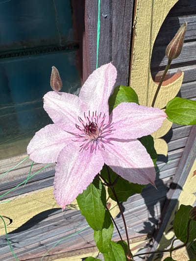 A close-up, eye-level shot captures a single, large, pale pink clematis flower in bloom, its delicate petals unfurling against a backdrop of weathered wooden siding. The flower's center features a cluster of deep purple stamens and pistils, adding a vibrant contrast to its soft hue. Two clematis buds, one near the top left of the frame and another on the right, show the plant's potential for further blooms. Lush green leaves surround the flower and buds, suggesting a healthy plant. The wooden siding behind the clematis is a mix of colors and textures, with horizontal planks in shades of gray and a vertical beam painted in a light yellow, showing signs of wear and peeling paint. Part of a blue-tinted window is visible on the left side of the frame, reflecting sunlight and the surrounding environment. Green garden twine is also present, likely supporting the climbing plant. The overall scene is bathed in bright sunlight, casting distinct shadows on the wooden surface, creating a sense of depth and highlighting the textures of the flower and the environment. The location is identified as Konstantinovo, Russia, implying a garden or outdoor setting associated with the village.