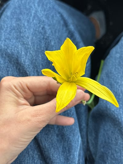This media file features a close-up shot of a hand holding a vibrant yellow flower, likely a daylily, against a backdrop of textured blue denim. The flower is the central focus, its delicate petals unfurling, revealing the stamen and pistil within. The hand, with its visible creases and skin texture, gently supports the bloom.

The setting appears to be outdoors, suggested by the natural light illuminating the flower and the implied casual attire of the person. The blue denim fabric, possibly a pair of jeans, forms the background, creating a soft, blurred contrast with the sharp details of the flower and hand. To the upper left, a glimpse of what appears to be a sock with orange and grey stripes is visible, further hinting at the person's casual wear. The overall impression is one of a quiet, intimate moment, perhaps a pause to appreciate the beauty of nature. There is no visible text in the image.