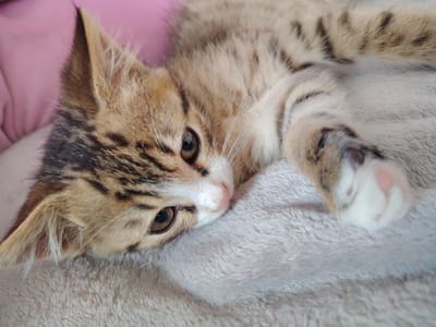 A close-up, eye-level shot shows a tabby kitten lying on a soft, light gray blanket. The kitten's fur is a mix of brown, black, and tan stripes, with white markings on its face and paws. Its left eye is open, showing a brown iris, while its right eye is partially closed. The kitten's head is resting on its paws, and its body is curled up. A blurred pink object is visible in the upper left corner of the image, possibly a pillow or piece of fabric. The background is out of focus, emphasizing the kitten as the central subject. The image does not depict any specific urban environment or geographical markers associated with Шклоў, Belarus.