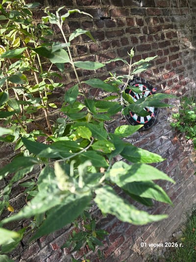 An outdoor scene features a dartboard partially obscured by lush green foliage, set against a backdrop of old brick paving. The dartboard, predominantly black with red, white, and teal segments, has two darts embedded in it. Both darts have distinct American flag-themed flights; one appears to be in the double 20 segment, and the other in the 17 segment.
Bright sunlight illuminates the scene, creating clear shadows and highlighting the textures of the green leaves and the reddish-brown bricks. The brick surface shows signs of age and wear. The overall impression suggests a casual outdoor setting, possibly a garden or backyard in La Louvière, Belgium, where a game of darts has recently occurred or is prepared.
In the upper right corner of the image, vertical text is visible: "01 июня 2026 г.", which translates to "June 01, 2026".
