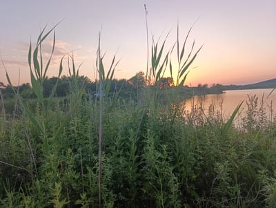 This is a landscape photograph of a lake at sunset. The foreground is filled with tall green reeds and other vegetation. The lake is calm and reflects the warm hues of the sunset sky, which transitions from a pale pink to a soft orange. In the distance, the far bank of the lake is lined with trees. The sky is mostly clear with a few wispy clouds. The scene appears peaceful and natural.