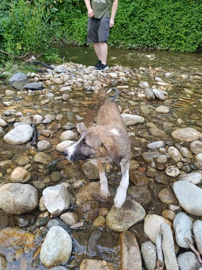 A medium-sized dog with a brown and white coat stands in a shallow, rocky stream. The dog is wet, with its fur slicked back, and it's looking to its left. Its tail is curled upwards. The stream bed is covered in smooth, multi-colored rocks of various sizes, and the water is clear, with sunlight glinting off its surface.
In the background, a person is standing on the bank of the stream, with their legs and lower torso visible. They are wearing dark shorts and a dark t-shirt with some text on it. The person is standing amongst lush green foliage, suggesting a natural, wooded environment.
The scene appears to be set in the daytime, likely late afternoon given the angle of the sunlight. The weather seems pleasant, suitable for outdoor activities. The presence of a stream and dense vegetation indicates a rural or natural setting, consistent with the provided location context of Stănești, Romania. The overall mood seems peaceful and relaxed, with the dog enjoying its time in the water.
Visible text on the person's t-shirt reads: "UNDRESSED", with "FREE" below it.