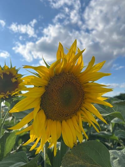 A close-up shot of a sunflower in a field under a partly cloudy sky. The sunflower's bright yellow petals are vibrant, with the darker center filled with seeds. The leaves of the sunflower are large and green, with some visible texture and a scattering of yellow pollen on one of the leaves. Another sunflower, slightly out of focus, is visible in the lower portion of the frame. The sky is a bright blue with scattered white clouds. The lighting suggests it is daytime, likely late morning or afternoon. The scene appears to be an outdoor agricultural setting, possibly a sunflower farm, in Újezd u Brna, Czechia. There is no visible text in the image.