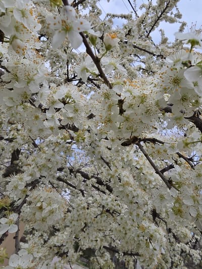 The image captures a dense canopy of blooming white flowers on a tree, possibly a plum or cherry, with branches visible against a backdrop of a pale blue sky. A bee is present, hovering or alighting on the flowers. The location is Razdelna, Bulgaria. The image is taken at a low angle, looking up into the tree.