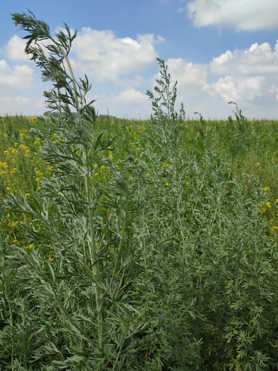 The image shows a close-up view of a tall, feathery green plant in the foreground, with a field of green grass and yellow wildflowers stretching into the background under a partly cloudy blue sky. There are no people, objects, or actions visible. The location is identified as Bakhmut, Russia.