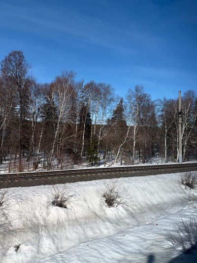 The image depicts a winter landscape in Malaya Bod'ya, Russia, under a clear blue sky with faint, wispy clouds. A double-track railway runs horizontally across the midground, featuring dark metal rails on brown sleepers embedded in a bed of gray gravel ballast. Directly behind the railway, a dense forest of predominantly bare deciduous trees, primarily birches with their characteristic white bark, mixes with dark coniferous trees. The ground in the forest is covered in patches of snow.
To the right of the tracks, a tall, slender concrete utility pole equipped with insulators and wires stands vertically, extending into the upper portion of the frame. Further to the left, within the tree line behind the tracks, a small black and white striped marker pole is visible. The foreground consists of a snow-covered embankment sloping downwards, partially melted and dirty in areas, particularly closer to the tracks and at its base. Several small, leafless bushes protrude from the snow on this embankment. A dark shadow, likely cast by the observer or camera, is partially visible in the bottom right corner. No human figures or discernible animal life are present.