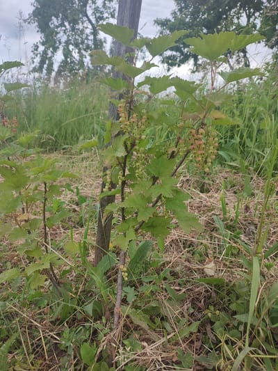 This image shows a close-up of a small currant bush with clusters of developing berries, some of which are a pale green and others are tinged with pink and red, indicating they are ripening. The bush is growing outdoors amidst dry grass and other vegetation, with a weathered wooden post supporting part of it. In the background, out-of-focus trees and foliage suggest a natural or semi-wild setting. The sky appears overcast. The scene is consistent with an outdoor environment in Eliukkasy, Russia, likely during the summer months when currants are in season. There are no people or animals visible in the image.