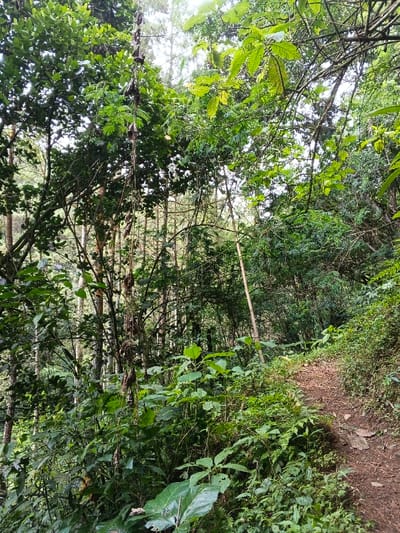A lush forest path winds through dense greenery. Sunlight filters through the canopy, illuminating the trail. Trees, vines, and various plants crowd the scene. A fallen bamboo pole leans against the trees, adding texture to the natural landscape. The path appears moderately rocky and earthy, hinting at a natural trail.