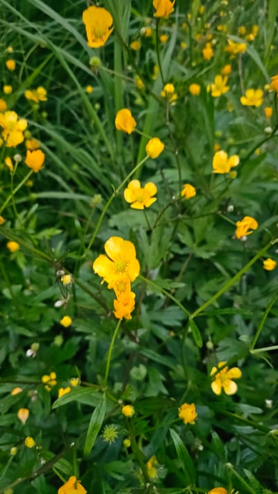 The image depicts a close-up, vertical view of a dense patch of wild buttercups and green foliage. The buttercups are small, with bright yellow petals. Some flowers are fully open, revealing their stamens, while others are in bud. The foliage is a mix of long, slender grass blades and broader, lobed leaves, all rendered in various shades of green. The lighting suggests an overcast day, with soft, diffused light that highlights the vibrant yellow of the flowers against the muted green background. The scene appears natural and untamed, suggesting an outdoor environment, likely a meadow or uncultivated area. The location in Ust’-Bol’sheretsk, Russia, points to a potentially wild or semi-wild setting within or on the outskirts of this settlement, consistent with the presence of wildflowers. There are no people or man-made objects visible in the frame. The focus is sharpest on the buttercup in the lower center and extends to other flowers and leaves, creating a shallow depth of field effect.