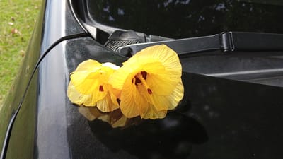 Two yellow hibiscus flowers rest on the black hood of a car. The flowers are in focus, with their delicate petals and red stamens clearly visible. The car's surface is dark and reflective, showing a subtle sheen. In the background, out of focus, is a patch of green grass with some fallen leaves. A windshield wiper assembly is visible above the flowers. The scene appears to be outdoors, possibly in a residential area or a parking lot, in Tanjong Krueng, Indonesia, though the precise location within the city is not discernible from the image alone. There are no people or animals present in the image.