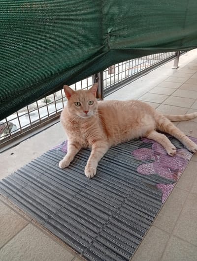 A ginger cat is lying on a striped mat on a tiled balcony. The cat is facing the camera with its head slightly turned to the left. It has green eyes and a pink nose. The cat's body is mostly relaxed, with its paws outstretched in front of it. Behind the cat, there is a metal railing and a dark green screen. The screen is draped over the railing, creating a shaded area on the balcony. The tiled floor of the balcony is light brown. In the background, through the railing, a building can be seen. The scene appears to be outdoors, likely during the daytime. There is no visible text in the image.