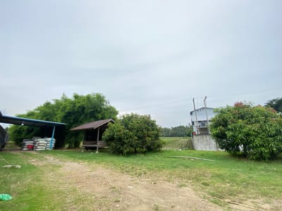 An outdoor scene in Palohdama, Indonesia features a gravel path leading through a grassy area. To the left, a blue-roofed structure shelters stacks of white bags, with a red plastic chair nearby. Behind the bags, tall bamboo trees create a dense green backdrop. A small, weathered wooden shack with a tin roof sits in the middle ground. In front of the shack is a leafy green tree. To the right of the shack is another large, leafy green tree. Further to the right, a concrete structure with electrical equipment sits adjacent to a field with palm trees in the distance. The sky is overcast and pale.