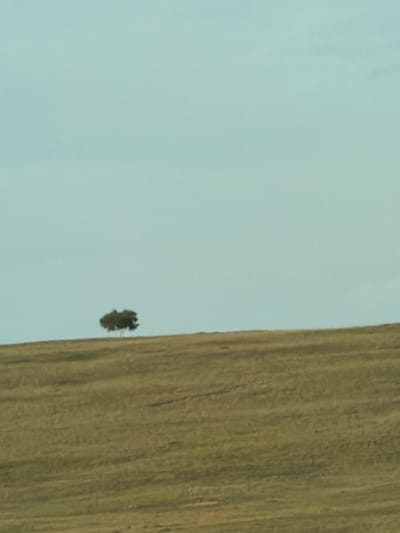 The image depicts a solitary tree standing on a grassy hillside under a pale blue sky. The landscape appears open and possibly rural. There are no people or buildings visible in the frame. The vegetation on the hill is dry and appears to be a muted brown or golden color, suggesting a dry season or arid climate. The tree itself is dark green and appears to have a full canopy. The sky is clear and a uniform light blue, with no discernible clouds. The image is taken from a slightly low angle, looking up towards the horizon where the tree is positioned. The location in Ereymentaw, Kazakhstan is not evident from the image itself, as there are no identifying landmarks.