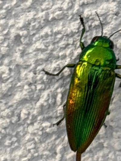 An iridescent green and coppery beetle is seen in a close-up, top-down view, resting on a textured, light-colored surface, likely a wall. The beetle's body is elongated and segmented, with visible wing cases that display metallic green and bronze hues. Its head is small, with two antennae extending upwards. Several of its legs are visible, gripping the textured surface. The lighting highlights the beetle's shimmering exoskeleton. The background is a rough, uneven surface, possibly stucco or concrete. There is no indication of the city of Vicenza, Italy, in the image.