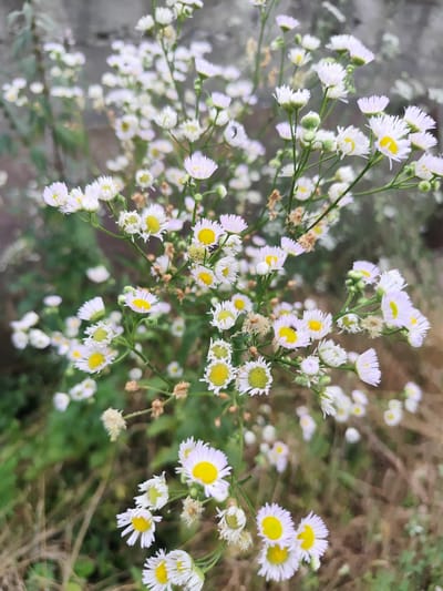A close-up, medium-angle shot captures a cluster of small, white daisy-like flowers with yellow centers, growing in an outdoor environment. The flowers are in various stages of bloom, with some appearing fully open and others still in bud. The stems are thin and green, supporting delicate petals and fuzzy seed heads. The background is blurred, showing a mix of green foliage and a gray, textured wall or surface. The overall impression is one of natural, uncultivated growth. There are no people or discernible actions taking place. The scene appears to be located in Beglatoy, Russia, suggesting an urban or suburban setting where wildflowers are present.