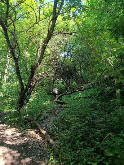 The image depicts a person walking along a path through a densely vegetated forest. The path is made of dirt and is partially covered in fallen leaves. The surrounding vegetation consists of trees, bushes, and undergrowth, with sunlight filtering through the canopy, creating dappled shadows on the ground. The person is wearing a backpack and is walking away from the camera, deeper into the woods. The environment appears natural and overgrown, suggesting a secluded or wild area. No specific landmarks in Olsztyn, Poland, are identifiable in this image.