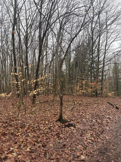 The image displays a leafless deciduous forest scene within Vilémovice, Czechia, under an overcast sky. The forest floor is densely covered with fallen, rust-brown and reddish-brown leaves. Numerous bare-branched trees, primarily deciduous, stand vertically throughout the frame, their dark branches forming a intricate network against the diffused light of the sky. Some smaller trees and saplings, particularly in the mid-ground, exhibit clusters of light brown to golden leaves still attached to their branches. To the right, a narrow, unpaved track or trail with dark, exposed soil and scattered leaves is partially visible. The lighting is uniform and diffused. There are no individuals, animals, or man-made structures present.